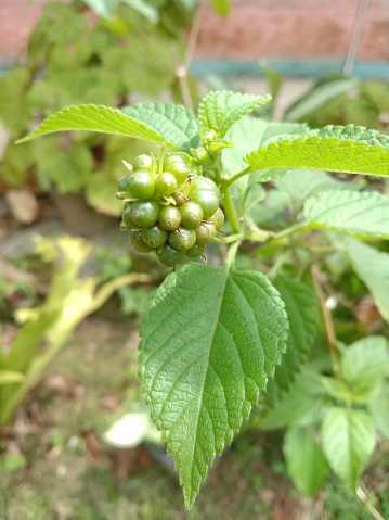 A lantana camara plant that grows clusters of green berries shaped like berries.