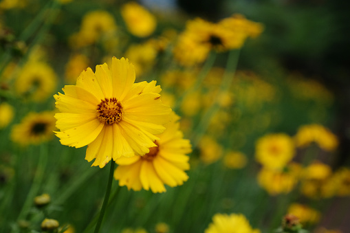 yellow daisy flower, romantic flower, fun and happy flower with blurry background