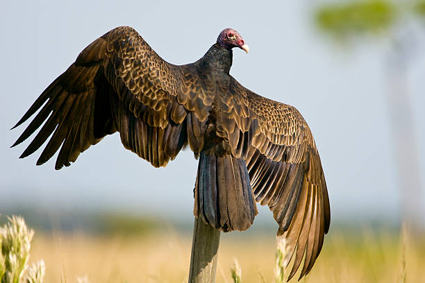 istock Turkey Vulture perched on a fence post 147064731