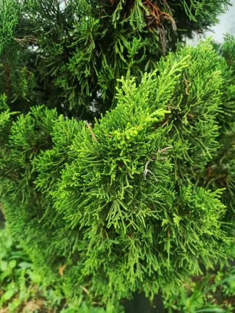 Photo of Monterey cypress plant