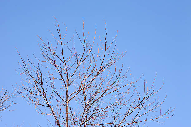Três na primavera com céu azul - foto de acervo