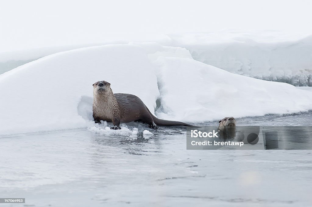 River Otters on Ice Two river otters play along the Lamar River in Yellowstone National Park in winter. Animal Stock Photo