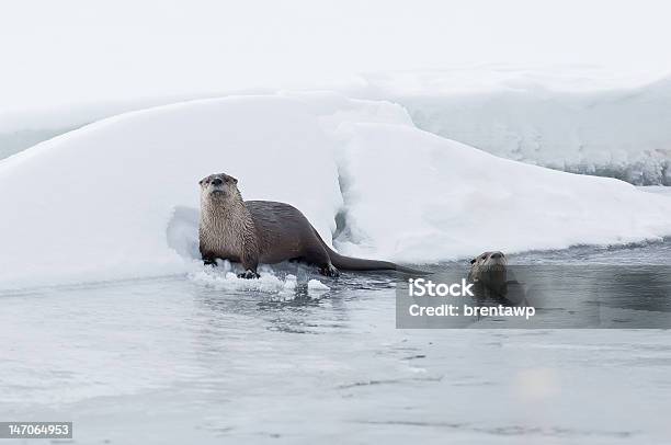 River Otters On Ice Stock Photo - Download Image Now - Animal, Animal Wildlife, Animals Hunting