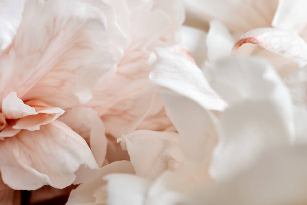 istock Flower head close-up. Natural background 1470650443