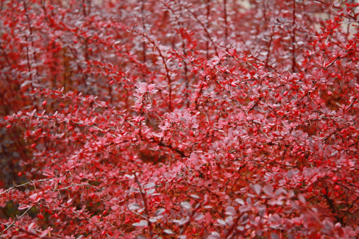 Red thorn bush