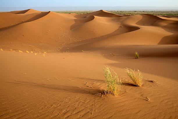 istock Sand dunes with plants in Sahara desert. 147065210
