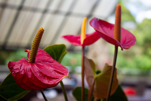 Close shot of Anthurium andraeanum which is a flowering plant. Also known as flamingo flower, tail flower, painter's palette.