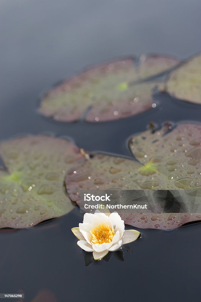 Water lilly - Lizenzfrei Auf dem Wasser treiben Stock-Foto