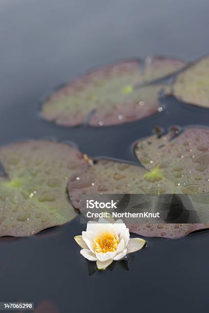 Water Lilly Stockfoto und mehr Bilder von Auf dem Wasser treiben - Auf dem Wasser treiben, Blatt - Pflanzenbestandteile, Blau