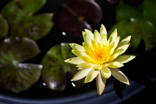 Yellow lotus from tropical garden with morning light, nature background, spring and summer season concept