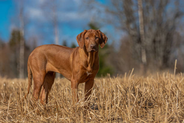 istock brown rhodesian ridgeback dog in the grass on a sunny summer day on a warm spring morning 1470653329