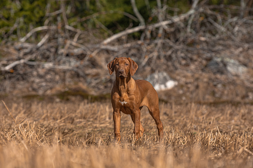 Liver nose Rhodesian Ridgeback dog in the forest