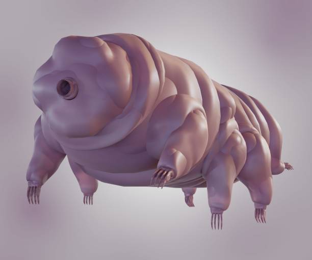 istock isolated Tardigrade known as water bear or moss piglet 1470654063