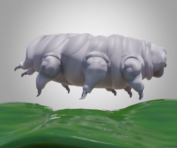 istock isolated Tardigrade known as water bear or moss piglet 1470654074