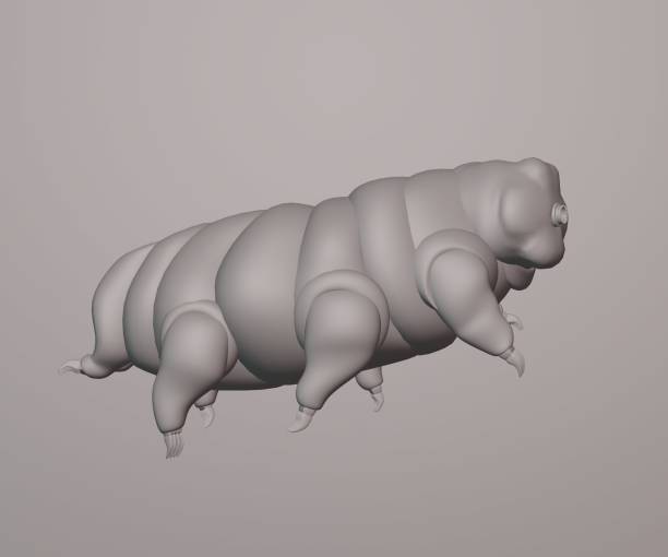 istock isolated Tardigrade known as water bear or moss piglet 1470654076