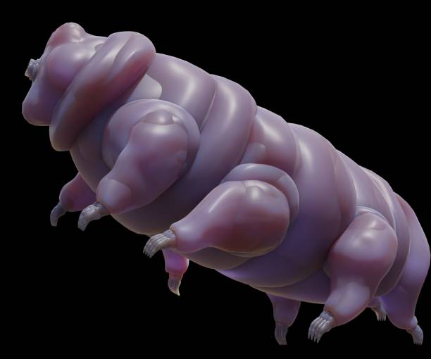 水熊またはコケ子豚として知られている孤立したクマムシ - water bear ストックフォトと画像