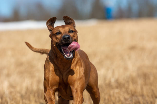 Rhodesian Ridgeback dog in the spring field