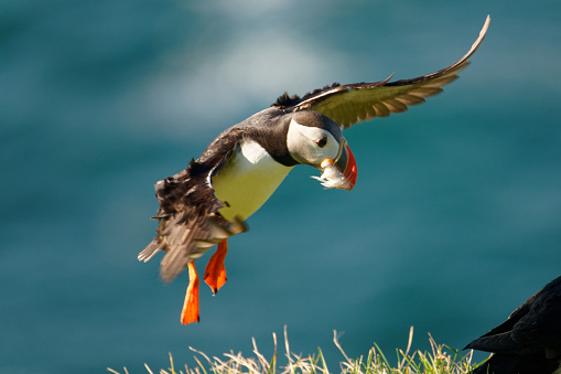 Puffins nest on grassy bluffs of Heimaey Island in the Westmann Islands