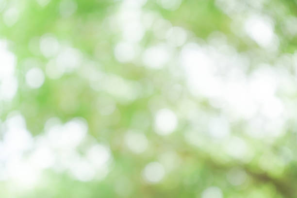 istock Abstract green natural bokeh background 1470654325
