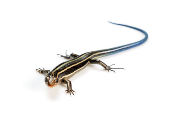 istock Japanese five-lined skink on White Background 1470654429