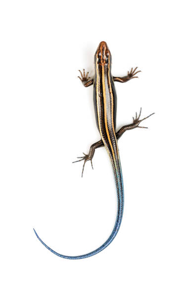istock Japanese five-lined skink on White Background 1470654431