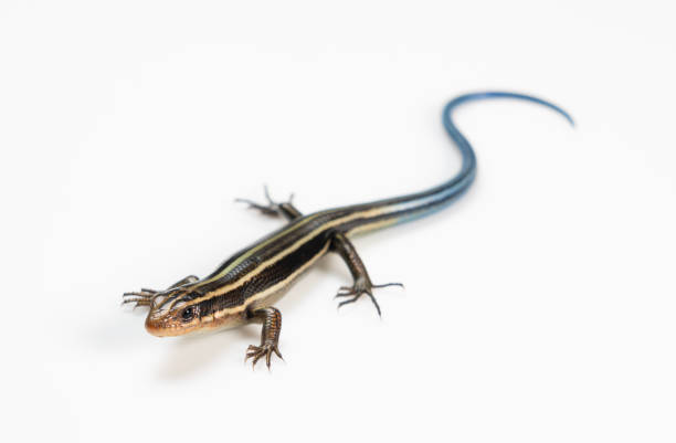 istock Japanese five-lined skink on White Background 1470654435