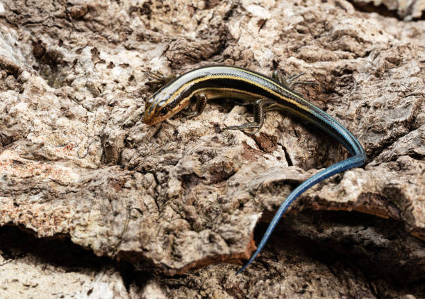 istock Japanese five-lined skink in the bark of a tree. 1470654453
