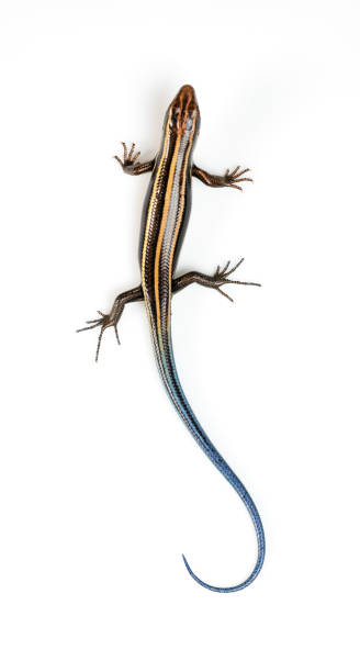 istock Japanese five-lined skink on White Background 1470654575