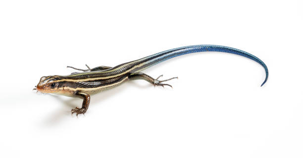 istock Japanese five-lined skink on a white background. 1470654626