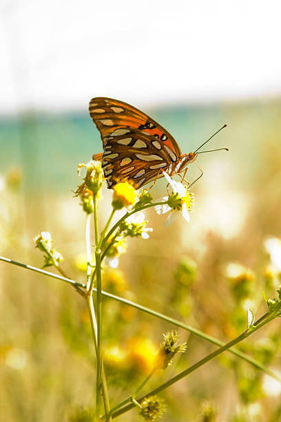 istock gulf fritillary butterfly on flower 147065537