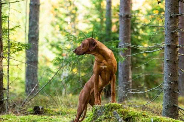 istock rhodesian ridgeback dog on a green lawn with a beautiful background 1470655841