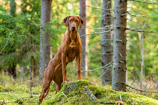 cute rhodesian ridgeback dog  in a green forest, close-up portrait