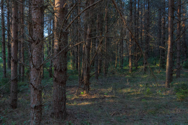 istock Pine forest close-up landscape late afternoon. Trunks backlit by sun rays. 1470655980