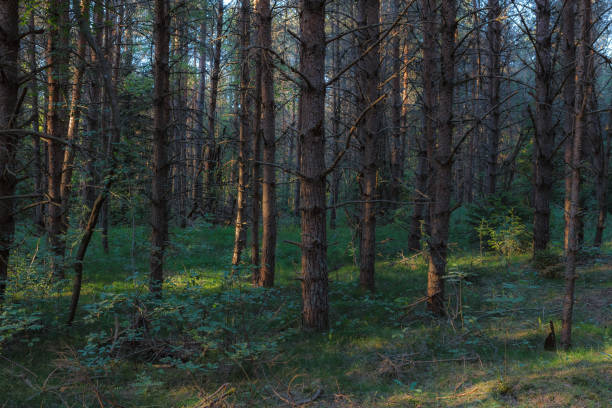 istock Pine forest close-up landscape late afternoon. Trunks backlit by sun rays. 1470655982