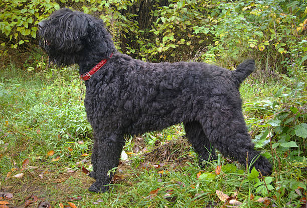 preto terrier russo - terrier imagens e fotografias de stock