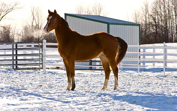 istock Arabian Horse in Winter Pen 147065630
