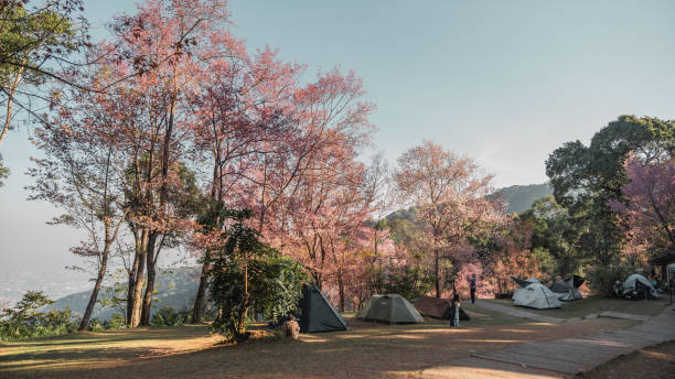 istock Campsite surrounding with cherry blossom 1470657070