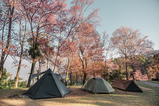 Each year in January, the mountain peaks surrounding Chiang Mai turn into a sea of pink flowers. The Wild Himalayan Cherry Sakura Blossom will make the hills look like a picturesque winter wonderland.