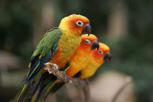 Three Sun Conures perched on branch with bokeh background