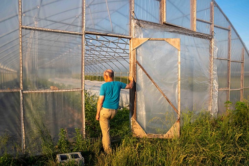 Active senior farmer in greenhouse door inspects rows of vegetables in idyllic organic farm garden with floating row covers.