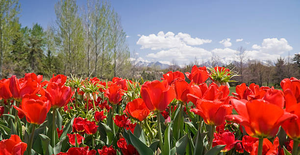 Tulpen Gärten – Foto