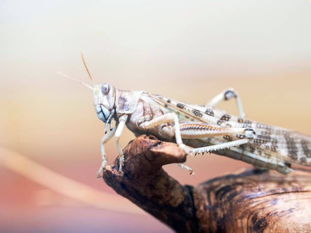 istock Close-up image of the locusts. 1470660146