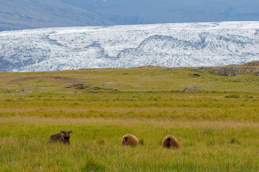 Sheep graze in front of a glacier in Iceland