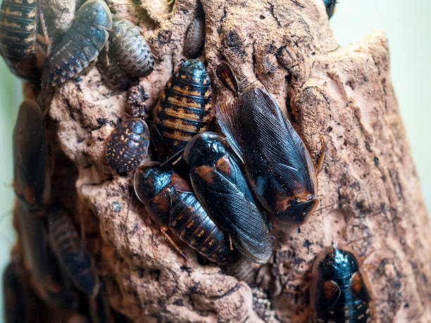 istock The Cuban cockroach, a visitor from the American tropics. 1470660160