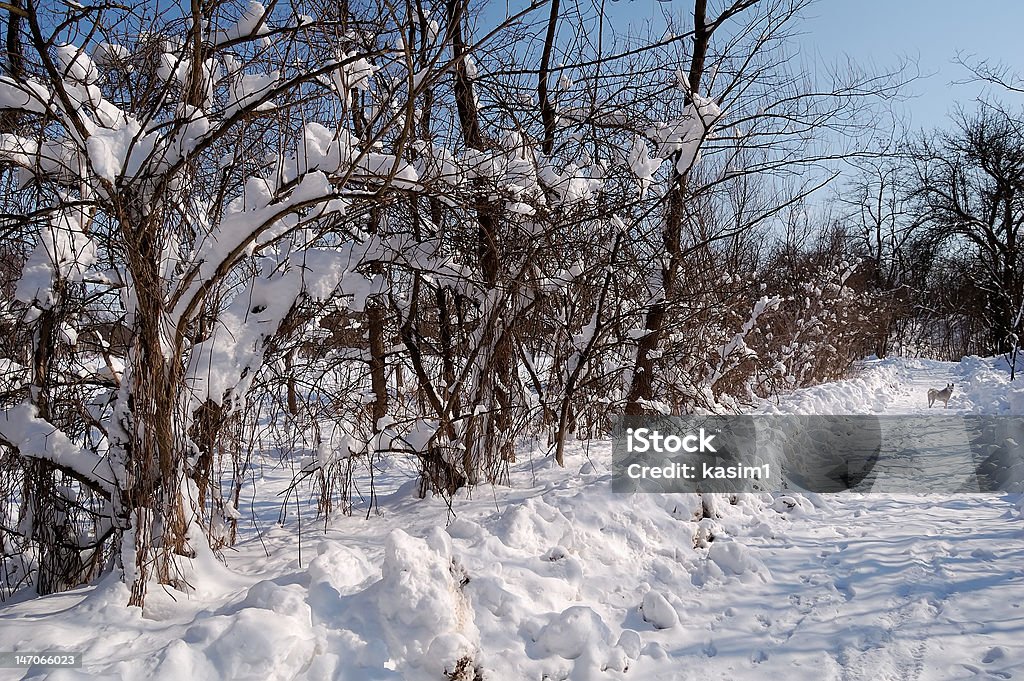 winter sun day winter sun day in country, snow and trees Climate Stock Photo