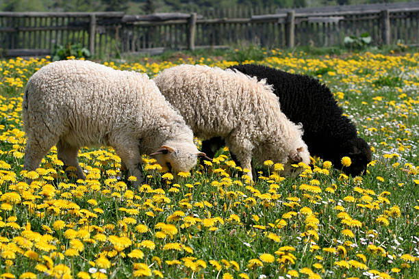 Three Lambs stock photo