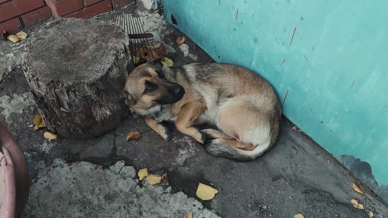 Frightened stray dog on the street