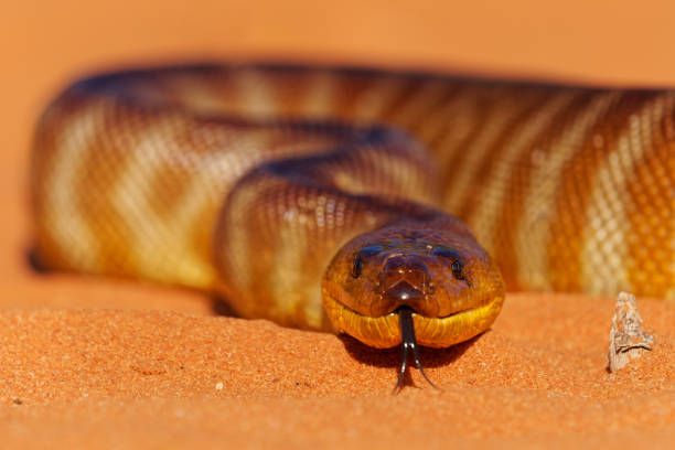 python woma - aspidites ramsayi aussi python de ramsay, python des sables ou woma, serpent sur la plage de sable, endémique d’australie, brun et orange avec des marques rayées et une langue plus foncées - sandy brown photos photos et images de collection