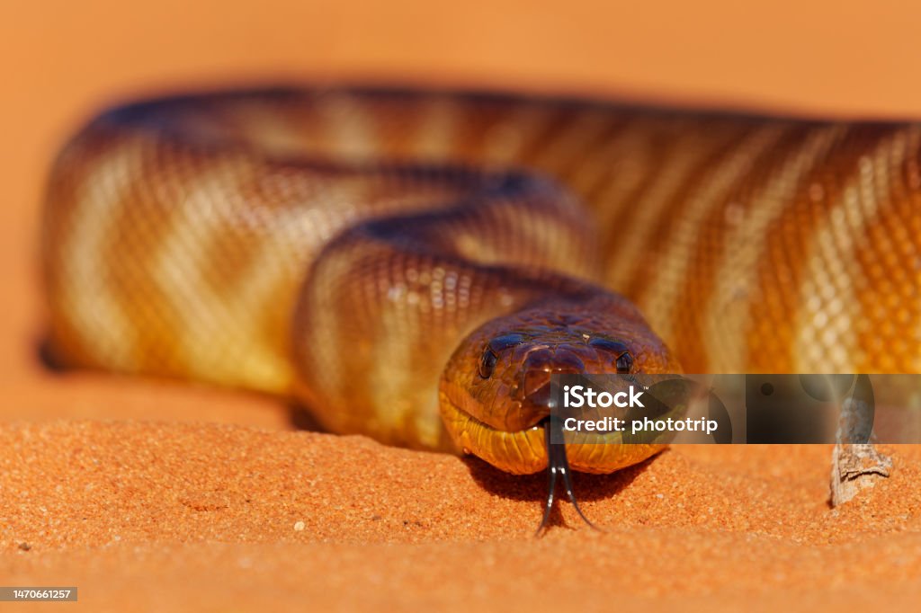 Woma Python Aspidites Ramsayi Also Ramsays Python Sand Python Or Woma ...