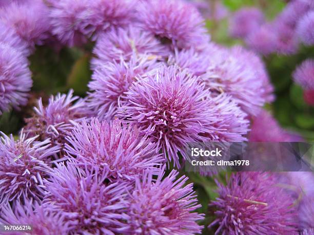 Flowers Stock Photo - Download Image Now - Backgrounds, Brightly Lit, Built Structure